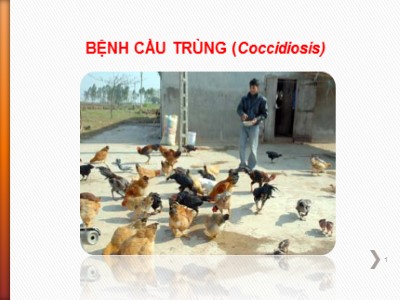 Bài giảng Bệnh Cấu trùng (Coccidiosis)