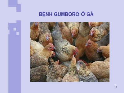 Bài giảng Bệnh Gumboro ở gà