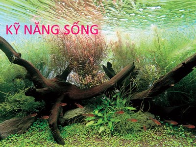 Bài giảng Kỹ năng sống