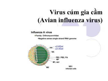 Bài giảng Vi khuẩn học thú y - Virus cúm gia cầm - Nguyễn Bá Hiền