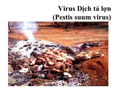 Bài giảng Vi khuẩn học thú y - Virus dịch tả lợn - Nguyễn Bá Hiền