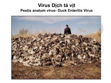 Bài giảng Vi khuẩn học thú y - Virus dịch tả vịt - Nguyễn Bá Hiền