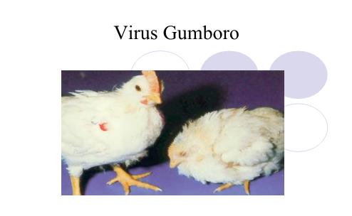 Bài giảng Vi khuẩn học thú y - Virus Gumboro - Nguyễn Bá Hiền