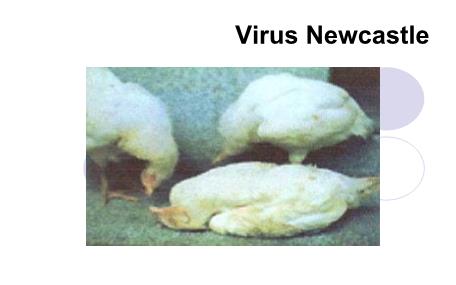 Bài giảng Vi khuẩn học thú y - Virus Newcastle - Nguyễn Bá Hiền