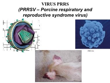 Bài giảng Vi khuẩn học thú y - Virus PRRS- Nguyễn Bá Hiền