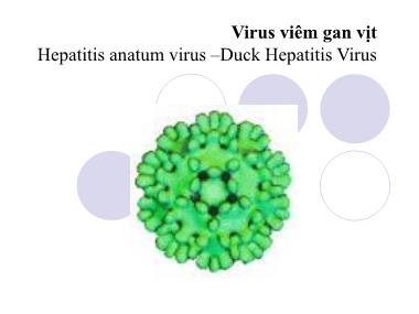 Bài giảng Vi khuẩn học thú y - Virus viêm gan vịt - Nguyễn Bá Hiền