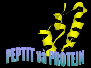 Bài giảng Hóa học Lớp 12 - Peptit và protein