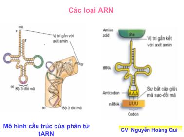 Bài giảng Cơ chế tổng hợp ARN - Nguyễn Hoàng Quý