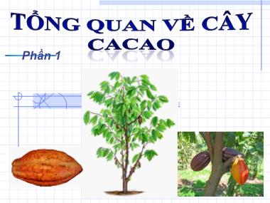 Bài giảng Tổng quan về cây cacao